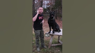 De beste prikhalsband voor grote honden