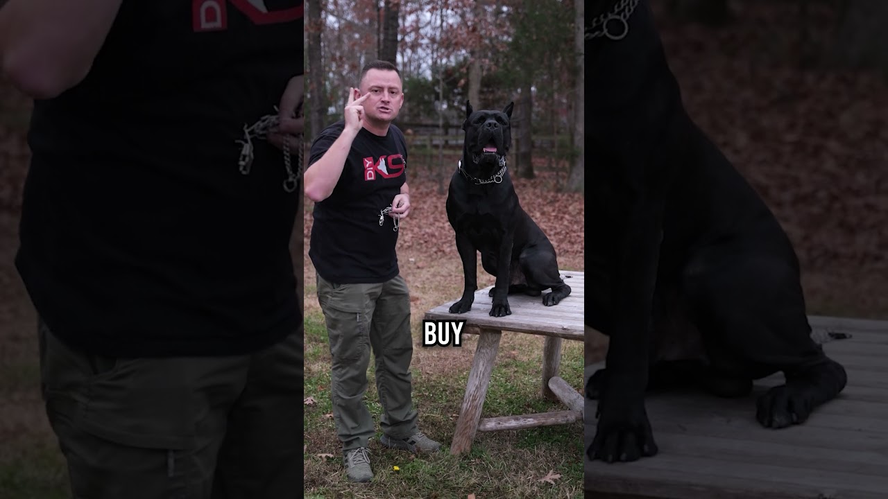 The Best Prong Collar for Large Dogs