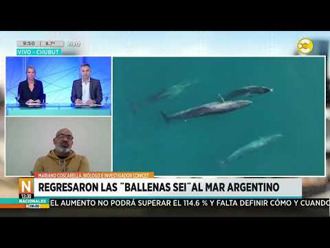 Regresaron las &quot;ballenas Sei&quot; al mar argentino: hablamos con Mariano Coscarella │N8:00│ 03-05-24