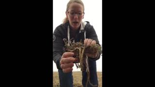 Assessing Alfalfa Stand