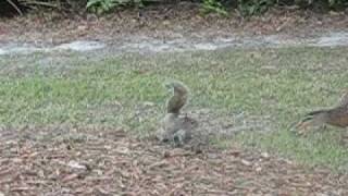 Funny Squirrel