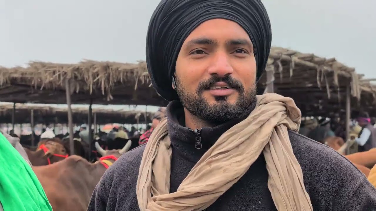 पशु मेला बेहरवाला कलांन का दृश्य# trending# cow# video# viral# sahiwal# gir# Rathi# call 8955891920