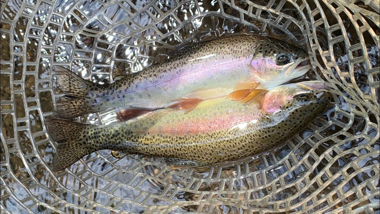 Fly Fishing Crane Creek, Missouri for Wild Rainbow Trout! YouTube