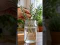 The Easiest Way to Grow Rosemary at Home 🌿