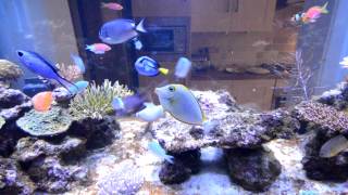 6 MONTH REEF TANK UPDATE - PHOSPHATE NITRATE ALGAE PROBLEMS (PART 2)
