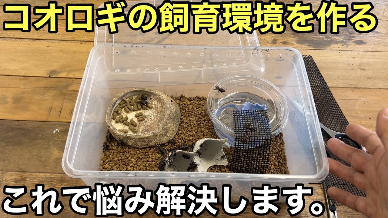 コオロギの飼育環境を作ります【爬虫類の餌用昆虫】これで安心です