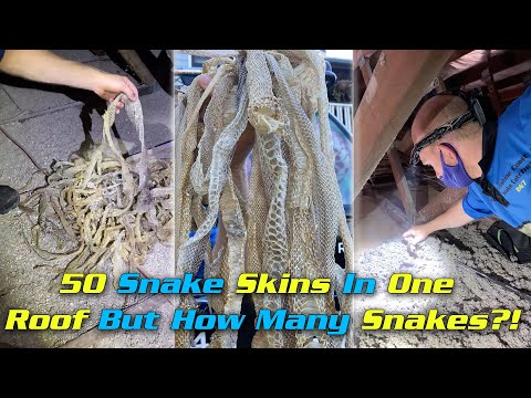 50 Snake Skins In One Roof But How Many Snakes?!