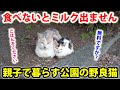 真冬に公園で暮らす親子の野良猫。子猫が過酷な環境で必死に生きている