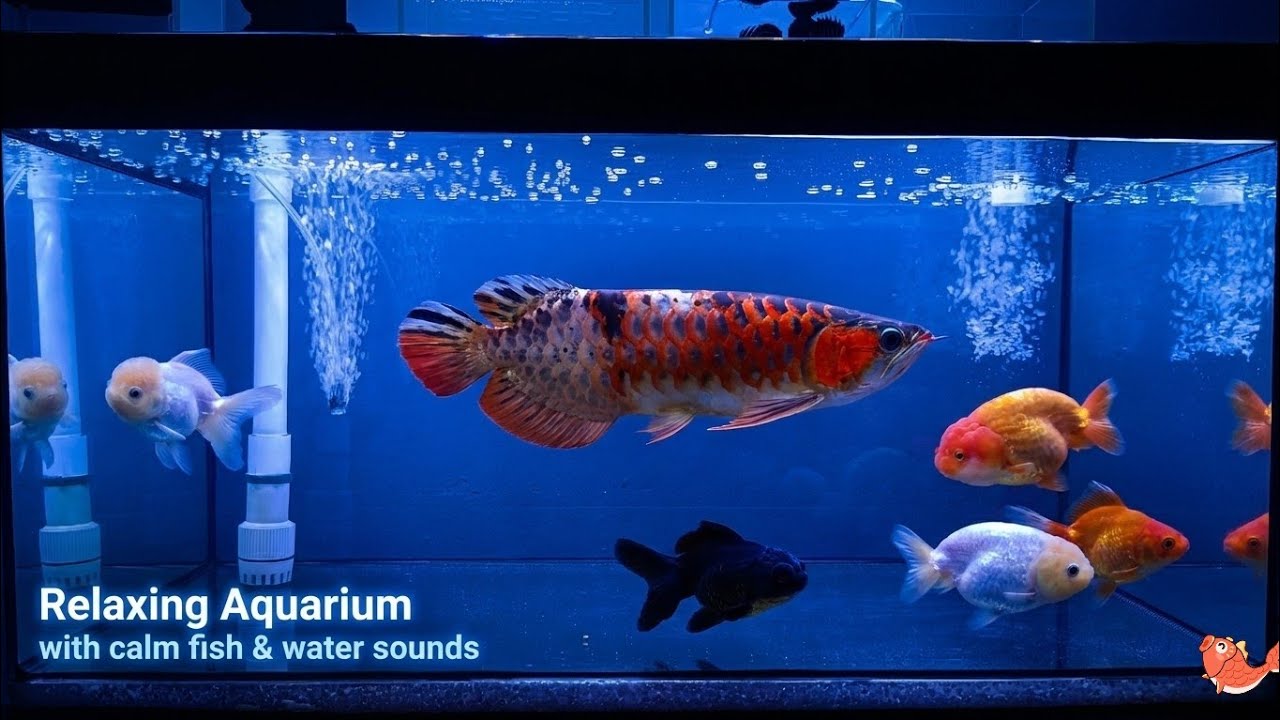 Soothing Aquarium Ambience — Gentle Water & Calm Movement