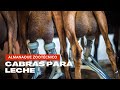 CABRAS PRODUCTORAS DE LECHE