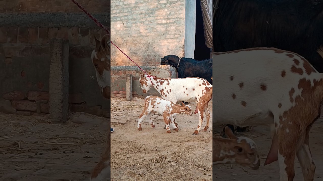 6 Dand Barbri Sale With Female Kid rate 20000 bakramandi 6 Dand Barbri Sale With Female Kid rate 20000 bakramandi
