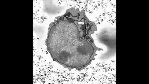 3View system highly reproducible, high resolution Z sectioning