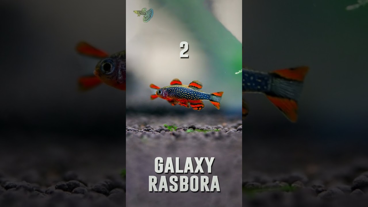 5 Jenis Ikan Hias Berukuran Kecil Part 1 