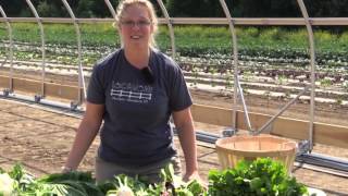 What's In This Week's Basket - Week 4 - Summer 2016 CSA