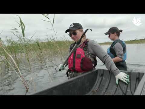 Vidéo: Common Reed Grass : comment tuer les roseaux dans la pelouse