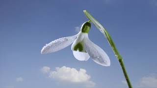 Delicate Snowdrop flower opening with cloudy sky time lapse 4K. Music composed & played by Nina Anto by Neil Bromhall 2,622 views 2 years ago 1 minute