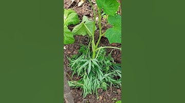 organic farming for pest control and insect