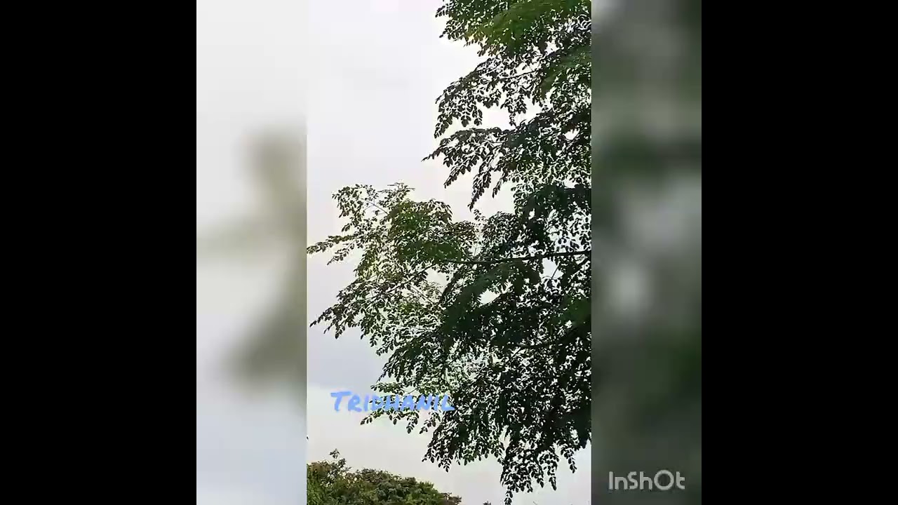 dekho aloy alo akash । দেখো আলোয় আলো আকাশ। musical adda with nature । tridhanil