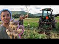 Our First Major Garlic Harvest