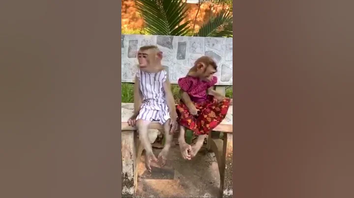 OMG... Cutest Couple Ever Seen #shorts #youtubeshorts #shortvideo #monkey