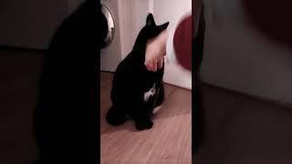 How to make a cat grumpy
