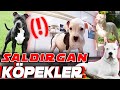 KONU ÖNEMLİ 😲 (Saldırgan Köpekler) 👊 (PİTBULL, DOGO ARGENTİNO, İNGİLİZ, AMERİKAN STAFFORDSHİRE)