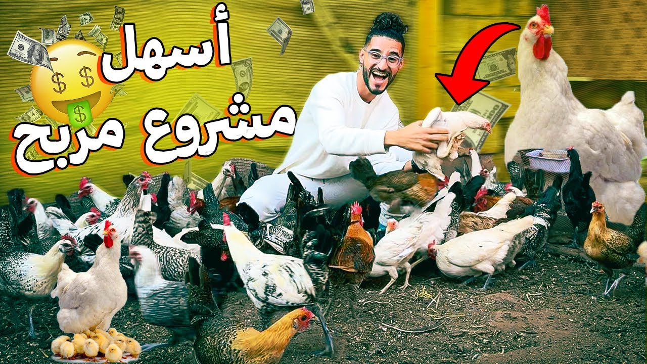 اسهل مشروع مربح في 2025 اكثر من 3 مليون شهريا مشروع الدجاج 🐓🐥