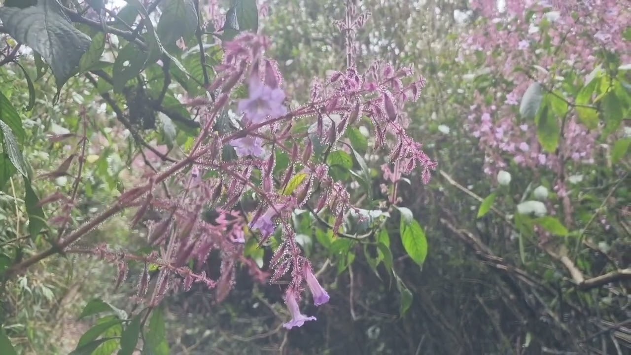 Beautiful Nelu flowers at Horton Plains in Sept. 2025. Last seen 12 years ago, 