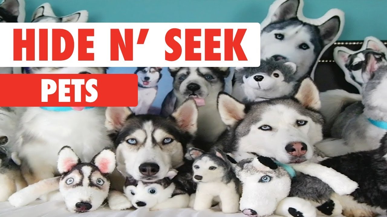 Pets find out. Питомец (2020). Hide n seek собака и кошка. NFT питомец фото. Find Pets Hide and seek.