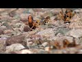 After the rain... the plague. Locusts between Brandvlei and Kenhardt, Northern Cape, South Africa