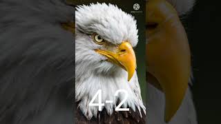 EAGLE VS VULTURE||FRIDAY  SUPER BATTLE-04||#animals #shorts #fight #effort2b.