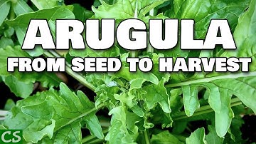 Growing Arugula From Seed to Harvest
