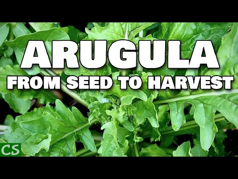 Видео: Аругула тариалах: Цэцэрлэгтээ аругула хэрхэн ургуулах вэ