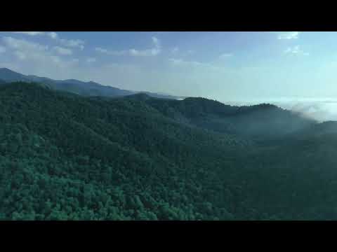   جنگل های گیلان