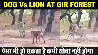 Street Dog scares away Lion at Gir Forest | Gir National Park Gujarat