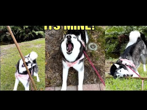 Meeka The Husky Finds a GIANT Stick & FREAKS OUT! Reaction