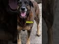 Como assim os videos que falam do cachorro orelha estao sendo derrubados?