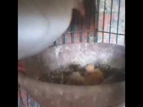 اهم فرحه للحمام تربية الحمام