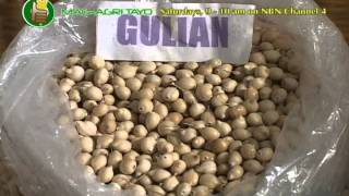 Adlay (Adaptability Yield Trials & Seed Production) Part 1