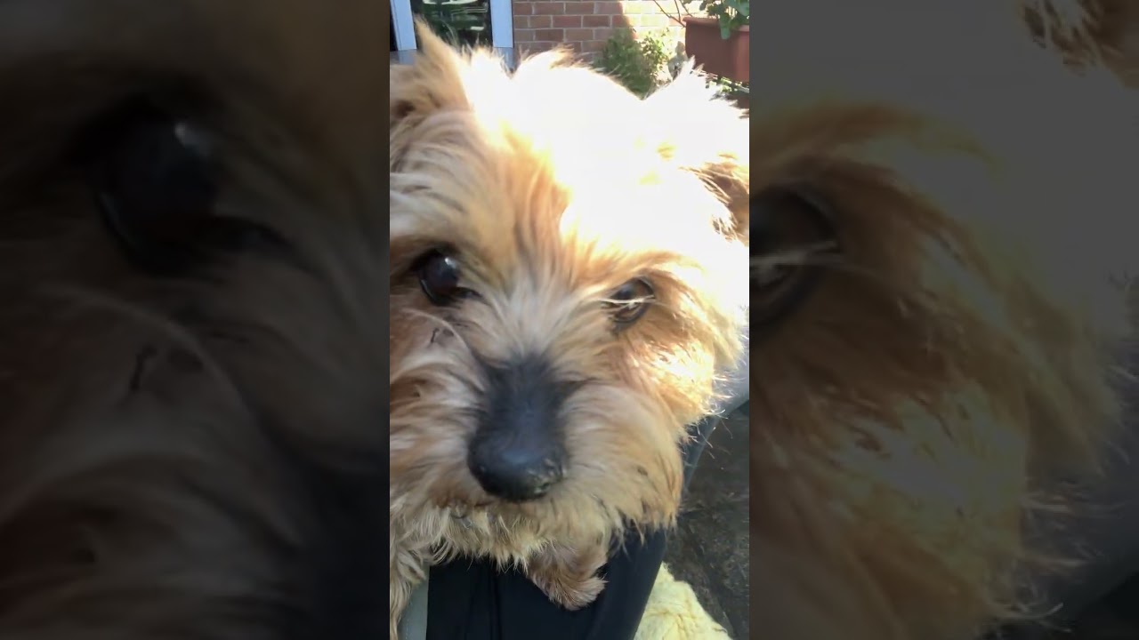 Anyone know of a dog who is obsessed with screens?!