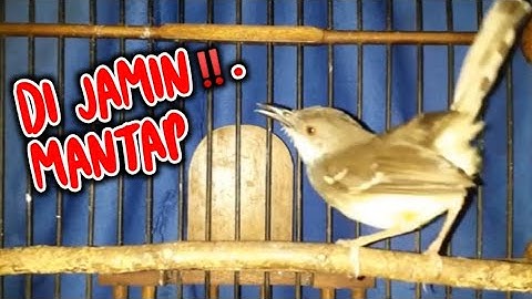 DIJAMIN MANTAP‼️ PANCINGAN CIBLEK PALING AMPUH BUAT CIBLEK MACET AGAR BUNYI ( CIBLEK GACOR)