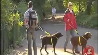 806 funny dog  copy