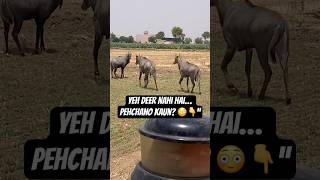 🐾Aaj khet mein  mehmaan aaye – asli desi vibe 💯#Nilgai #VillageLife #NatureVibes #DesiReel”