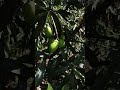 Dashehari mango plant in my garden.