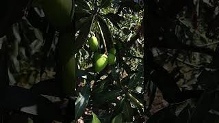 Dashehari mango plant in my garden.