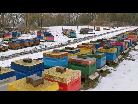 Сегодня на пасеке