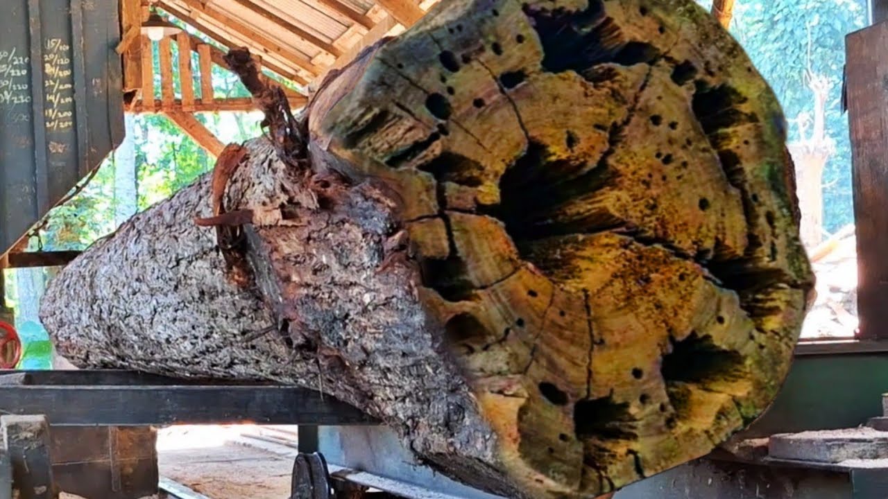 The dramatic process of sawing an old mahogany stump is amazing at a sawmill. 