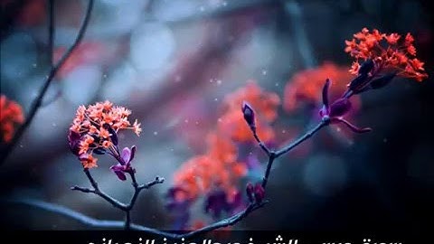 سورة عبس - تلاوة خاشعة للشيخ عبد العزيز الزهراني