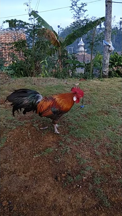 Kokok ayam brugo sumatra