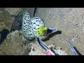 🐟️Diving under the sea to catch eels, crabs and sea cucumbers | Part 269-2
